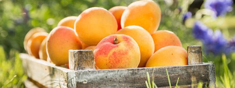 Old Wooden Box With Apricots