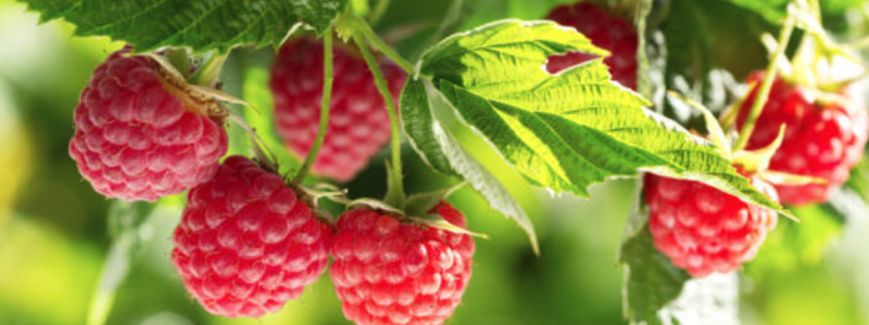 Rasberries on vine